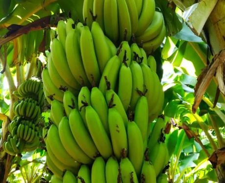 Fresh Bananas