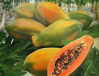 Fresh Papaya