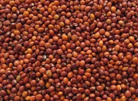 Pigeon Peas